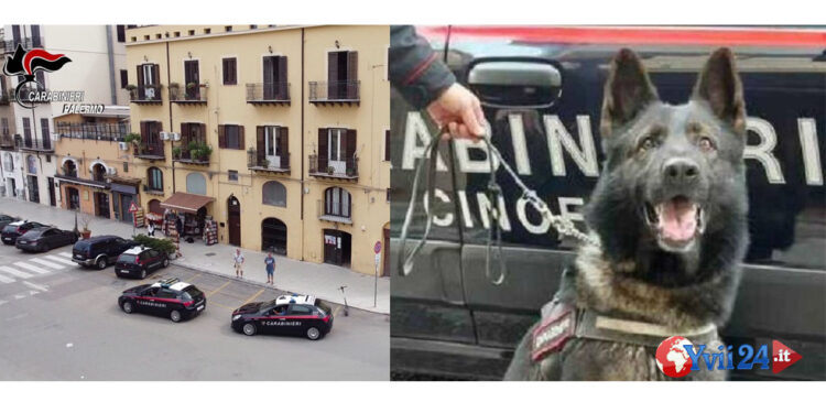 I CC di Palermo di San Filippo Neri e del Nucleo Cinofili di Villagrazia hanno arrestato uno spacciatore: nascondeva la cocaina in ascensore