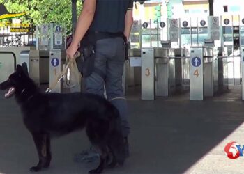 Arrestato all’imbarcadero dalla GdF di Messina uno straniero con 1,5 kg di hashish nel trolley che non è sfuggito cane antidroga Urban