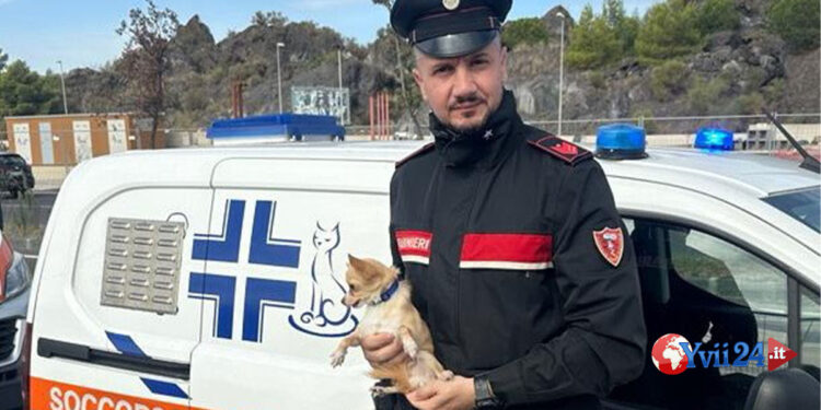 Catania. Salvato “Ciccino” un cagnolino chiuso nella notte nell’auto del padrone