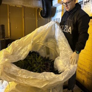 Arresto un insospettabile 76enne dal Commissariato di Niscemi per coltivazione di marijuana in una serra indoor in centro cittadino