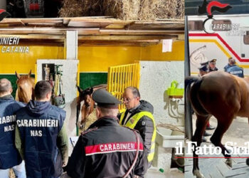 I CC di Piazza Dante hanno sequestrato 4 cavalli affidandoli ad un maneggio di Messina e sanzionato e denunciato 2 titolari di scuderia