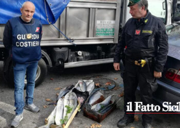 La GdF di Messina nel fine settimana, congiuntamente alla Capitaneria di Porto, ha eseguito accertamenti nei mercati ittici rionali