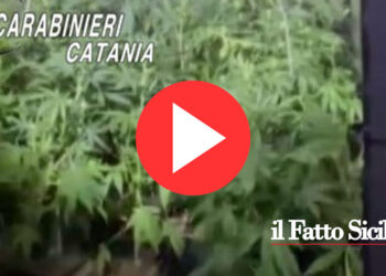 Belpasso. Scovata piantagione di marijuana (GUARDA VIDEO)