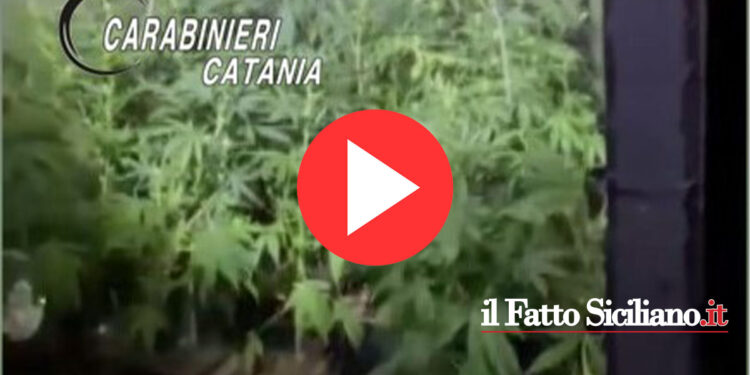 Belpasso. Scovata piantagione di marijuana (GUARDA VIDEO)