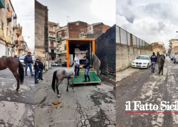 Il Commissariato di San Cristoforo in tre stalle clandestine ha sequestrato 4 cavalli in pessime condizioni igieniche e sanitarie