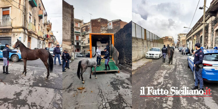 Il Commissariato di San Cristoforo in tre stalle clandestine ha sequestrato 4 cavalli in pessime condizioni igieniche e sanitarie