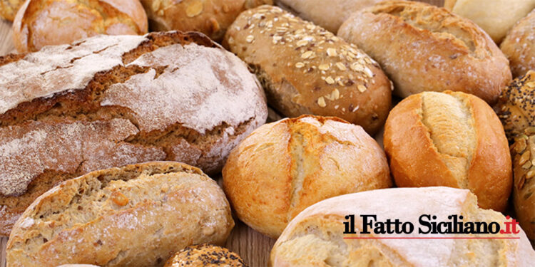 Catania. Panifici con blatte, escrementi di topo e muffa