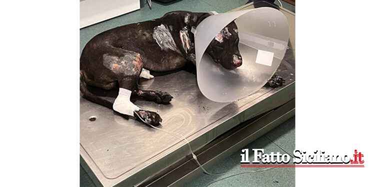 Un uomo ha legato un cane ad un palo della segnaletica e gli ha dato fuoco. L’animale è ora in cura ma grave