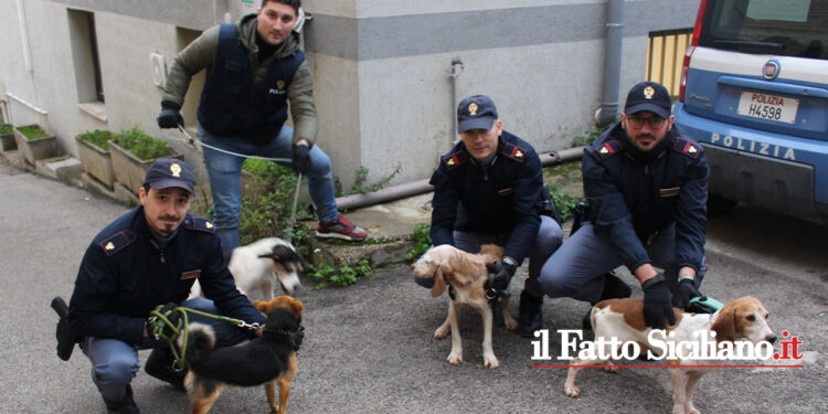 La Polizia di Stato di Caltanissetta ha liberato a Niscemi 12 cani malnutriti ed in ipotermia, costretti in gabbie o incatenati. L’OPINIONE