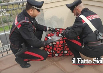 Catania. 6 kg di marijuana in balcone