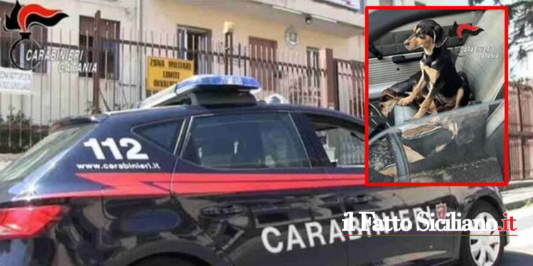 Denunciato un pregiudicato di Riposto che tentando di abbandonare 4 cuccioli di cane ne ha scagliato uno dentro la Caserma dei CC di Giarre