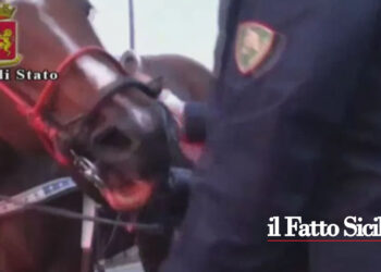 La Questura di Caltanissetta ha emesso 27 ‘avviso orale’ per corsa clandestina di cavalli scoperta dal Commissariato di Niscemi