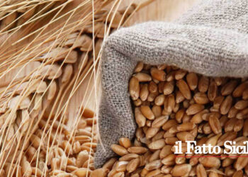 Riceviamo e Pubblichiamo: Ci scrive un agricoltore che non può neanche avere un prestito e rischia di perdere il suo grano