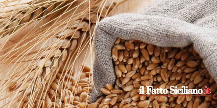 Riceviamo e Pubblichiamo: Ci scrive un agricoltore che non può neanche avere un prestito e rischia di perdere il suo grano