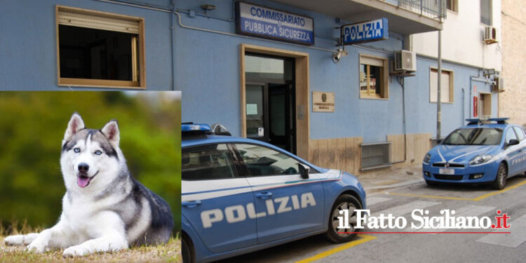 Agenti del Commissariato di Marsala hanno salvato un husky, di taglia grande che vagava e il proprietario lo ha potuto riabbracciare
