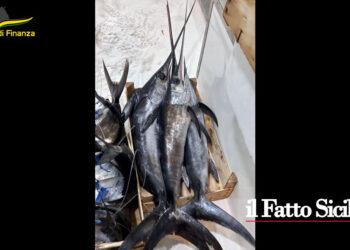 La GdF di Palermo in due interventi ha sequestrato 400 kg di prodotti ittici non tracciati e in un caso anche per cattivo stato di conservazione