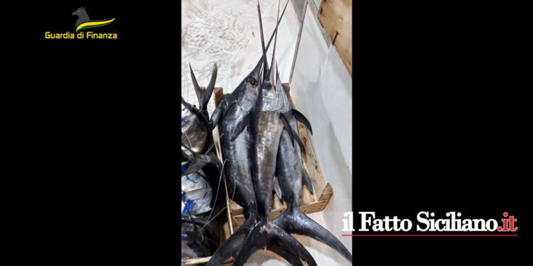 La GdF di Palermo in due interventi ha sequestrato 400 kg di prodotti ittici non tracciati e in un caso anche per cattivo stato di conservazione