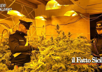 Sicilia. Scoperta piantagione di Marijuana. Due Arresti
