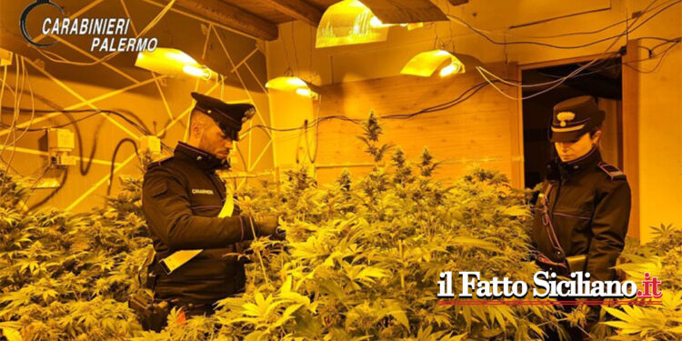 Sicilia. Scoperta piantagione di Marijuana. Due Arresti