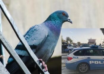 Agenti della Questura di Catania sono intervenuti presso un’abitazione in cui un 77enne sparava con la carabina ai piccioni