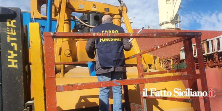 Dopo le manifestazioni degli agricoltori, la Regione Siciliana ha disposto controlli sul grano estero. Le importazioni di grano