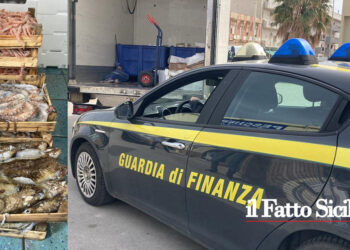 La GdF di Trapani ha interrotto un commercio abusivo di pesce proveniente prevalentemente da Mazara del Vallo