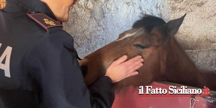 Catania. Scovate stalle abusive