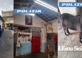 Il Commissariato di San Cristoforo ha scoperto in un cortile del quartiere una stalla in cui erano tenuti dei cavalli