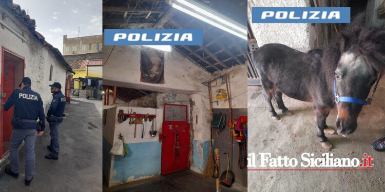 Il Commissariato di San Cristoforo ha scoperto in un cortile del quartiere una stalla in cui erano tenuti dei cavalli
