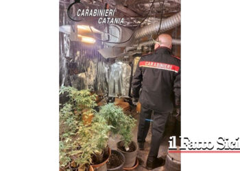 I CC di Giarre durante un servizio antidroga hanno scoperto una serra di marijuana è tratto in arresto un 46enne catanese