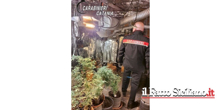 I CC di Giarre durante un servizio antidroga hanno scoperto una serra di marijuana è tratto in arresto un 46enne catanese
