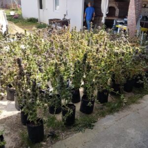 Sicilia. Scoperto bunker utilizzato per la coltivazione di marijuana (FOTO)