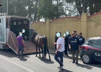 Catania. Scovata stalla abusiva
