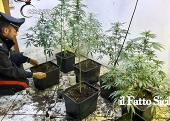 I CC chiamati dalla proprietaria dell’appartamento hanno trovato all’interno una serra di marijuana con dosi pronte