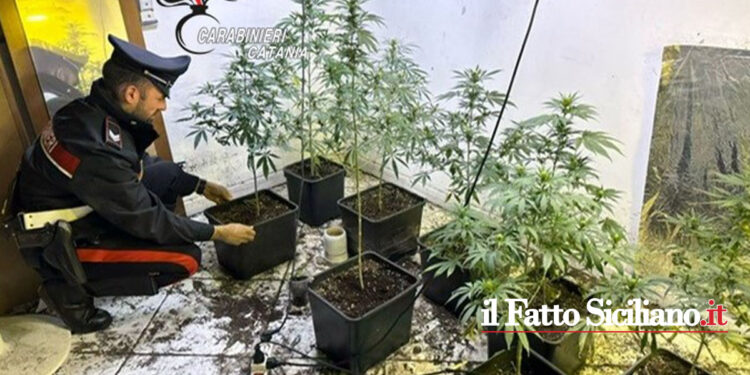 I CC chiamati dalla proprietaria dell’appartamento hanno trovato all’interno una serra di marijuana con dosi pronte