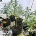 I CC chiamati dalla proprietaria dell’appartamento hanno trovato all’interno una serra di marijuana con dosi pronte