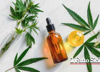 Un emendamento del Governo al Ddl sicurezza in esame alla Commissione alla Camera vieta la cannabis cosiddetta light