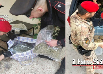 I CC di Giarre hanno arrestato un 23enne del luogo che ai domiciliari aveva 7 kg di droga, la piscina abusiva e tartarughe protette