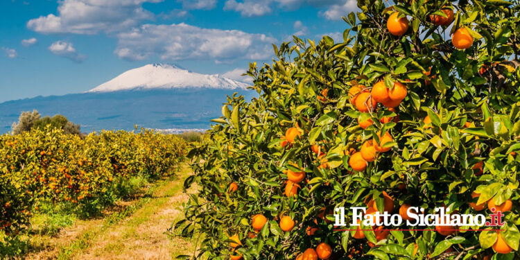 La Regione Siciliana ha recentemente pubblicato un bando per l’intervento SRD07, disponibili 65 milioni di euro per gli imprenditori agricoli