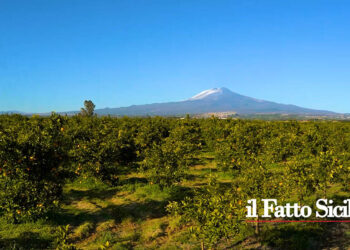 L’assessorato agricoltura ha pubblicato un bando da 78 milioni per progetti di giovani agricoltori di età inferiore ai 41 anni (link)