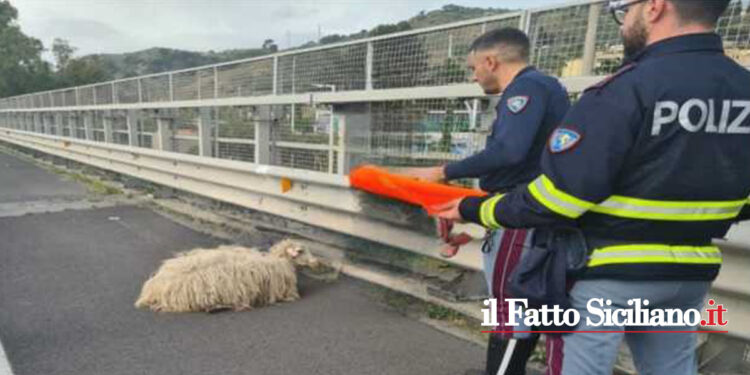La Polizia stradale di Giardini Naxos è intervenuta salvando due agnellini che per cause imprecisate vagavano sull’A18 tra i veicoli