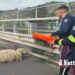 La Polizia stradale di Giardini Naxos è intervenuta salvando due agnellini che per cause imprecisate vagavano sull’A18 tra i veicoli
