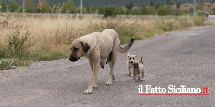 La Regione ha erogato 5 milioni ai Comuni per il randagismo, prevenzione e ricovero nei canili. L’elenco dei Comuni ammessi al riparto