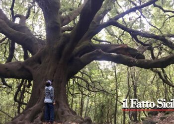 Pubblicato un decreto assessoriale per il finanziamento di interventi di cura, salvaguardia e valorizzazione degli alberi monumentali