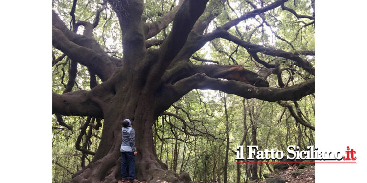 Pubblicato un decreto assessoriale per il finanziamento di interventi di cura, salvaguardia e valorizzazione degli alberi monumentali