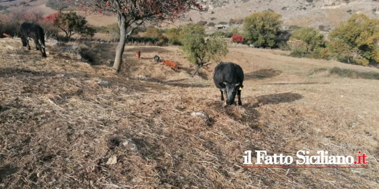 La Regione Siciliana ha predisposto dei voucher agli allevatori siciliani per l'acquisto di foraggio per gli animali