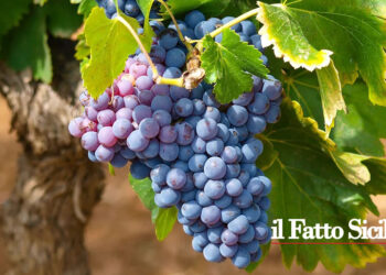 Un milione di euro dalla Regione Siciliana per finanziare start-up del grano e della viticoltura. I vitigni “reliquia” dell’Isola