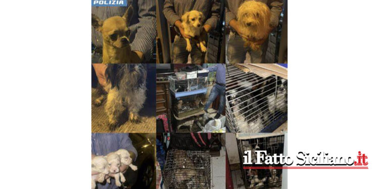La Polizia di Stato di Palermo sta indagando una coppia che teneva 27 cani segregati in casa, in gabbie e condizioni sanitarie precarie