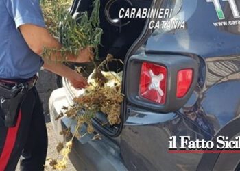 Zafferana Etnea. Trovata piantagione di marjuana