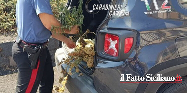 Zafferana Etnea. Trovata piantagione di marjuana